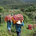 Giải pháp nào cho thanh long trong mùa dịch?