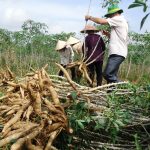 Nông dân Sơn Mỹ, Hàm Tân, Bình Thuận hồ hởi vào vụ mùa khoai mì mới