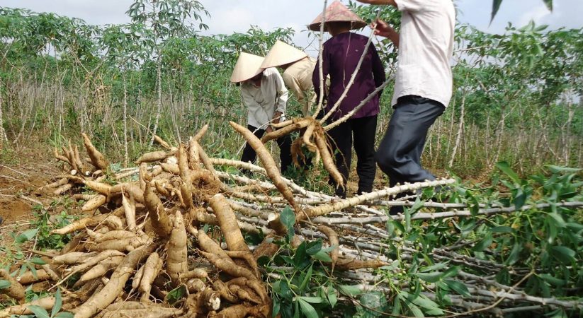 Nông dân Sơn Mỹ, Hàm Tân, Bình Thuận hồ hởi vào vụ mùa khoai mì mới