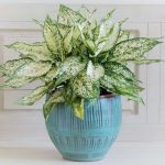 Mệnh Kim hợp cây gì để bàn làm việc mang lại may mắn, tài lộc?