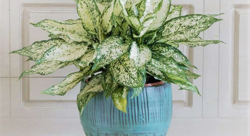 Mệnh Kim hợp cây gì để bàn làm việc mang lại may mắn, tài lộc?