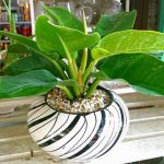 Người mệnh Thổ hợp cây để bàn làm việc gì để mang lại nhiều may mắn?