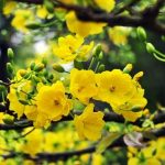 Ý nghĩa hoa mai – Biểu tượng cho sức phú quý, tốt lành