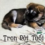 Tất tần tật những thông tin mới nhất về tuổi Nhâm Tuất 1982