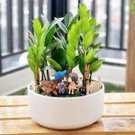 Top 9+ cây hợp mệnh Thủy giúp gia chủ thu hút nhiều tài lộc