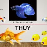 Cá chép phong thủy là gì? Cách nuôi cá chép phong thủy